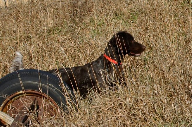 Hunting Hills’ Piper – Retired