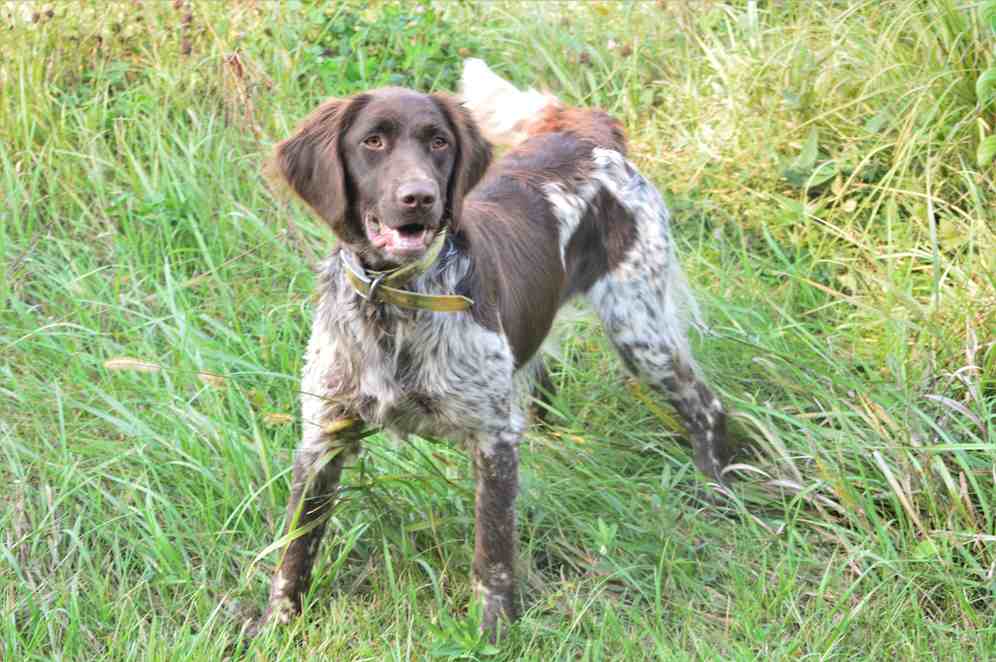 Hunting Hills’ AIII Litter – to be bred around March 2023